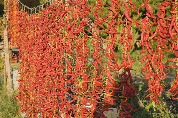 Aydin Province, Turkey. Strings of brightly coloured red and orange chilies hanging up to dry in late afternoon sun on the road from Selcuk to Sirince. Turkey Turkish Eurasia Eurasian Europe Asia Turkiye Aydin Province Selcuk Chili Chilis Chilli Chillis Chillie Chillies Dried Drying Hanging Hung Pepper Peppers Capsicum Capsicums Red Color Colour Colored Coloured Shadow Destination Destinations European Middle East South Eastern Europe Western Asia