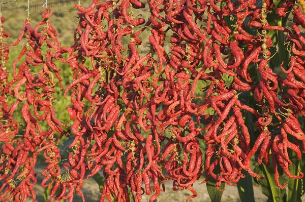 Aydin Province, Turkey. Strings of brightly coloured red chilies hanging up to dry in late afternoon sunshine on the road from Selcuk to Sirince. Asian Color Colored Destination Destinations European Middle East South Eastern Europe Turkish Turkiye Western Asia