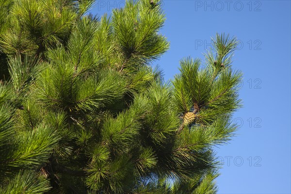 Detail of pine tree with pine cones visible. Flora Fauna Tree Trees Pine Coniferous Evergreen Green Needle Needles Cone Cones Spiny Spikey Blue Sky Europe European UK British