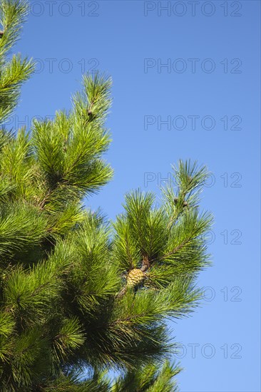 Shoreham-by-Sea, West Sussex, England. Detail of pine tree with pine cones visible. Flora Fauna Tree Trees Pine Coniferous Evergreen Green Needle Needles Cone Cones Spiny Spikey Blue Sky Europe European UK British