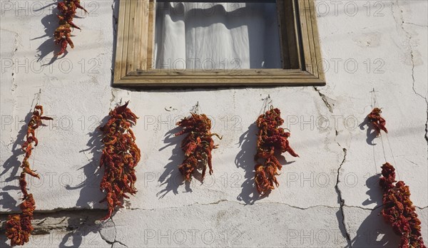 Kusadadsi, Aydin Province, Turkey. Red chilli peppers hung on strings to dry in summer sunshine around window frame of whitewashed house in the old town and casting shadow against the cracked plaster wall. Turkey Turkish Eurasia Eurasian Europe Asia Turkiye Aydin Province Kusadasi Chili Chilli Chilis Chillis Chilie Chillies Pepper Peppers Capsicum Capsicums Window Drying Red Color Destination Destinations European Middle East South Eastern Europe Western Asia
