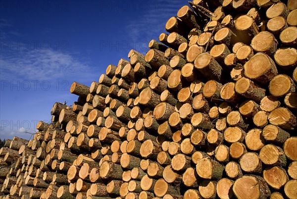 Cooley Peninsula, County Louth, Ireland. Cut timber stacked. Ireland Irish Eire Erin Europe European Logs Logging timber Wood Tree trees Felled Cut-down Industry Pattern Stack Stacks Stacked Blue Color Ecology Entorno Environmental Environnement Green Issues Northern Europe Poblacht na hEireann Republic Colour