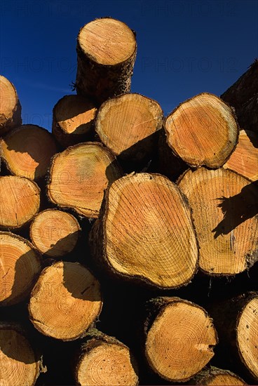 Cooley Peninsula, County Louth, Ireland. Cut timber stacked. Ireland Irish Eire Erin Europe European Logs Logging timber Wood Tree trees Felled Cut-down Industry Pattern Stack Stacks Stacked Blue Color Ecology Entorno Environmental Environnement Green Issues Northern Europe Poblacht na hEireann Republic Colour