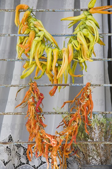 Kusadasi, Aydin Province, Turkey. Strings of brightly coloured chilies drying in late afternoon summer sunshine over window bars of house in the old town. Turkey Turkish Eurasia Eurasian Europe Asia Turkiye Aydin Province Kusadasi Chili Chilis Chilli Chillis Chillie Chillies Dried Drying Hanging Hung Pepper Peppers Capsicum Capsicums Red Color Colour Colored Coloured Orange Destination Destinations European Middle East South Eastern Europe Western Asia