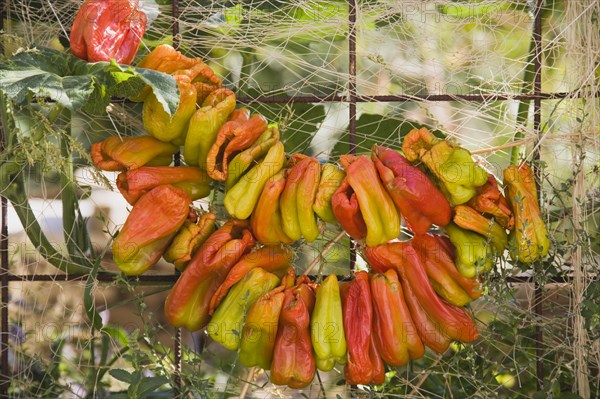 Kusadasi, Aydin Province, Turkey. Strings of brightly coloured chilies hung up to dry in late afternoon summer sunshine. Turkey Turkish Eurasia Eurasian Europe Asia Turkiye Aydin Province Kusadasi Chili Chilis Chilli Chillis Chillie Chillies Dried Drying Hanging Hung Pepper Peppers Capsicum Capsicums Red Color Colour Colored Coloured Orange Destination Destinations European Middle East South Eastern Europe Western Asia