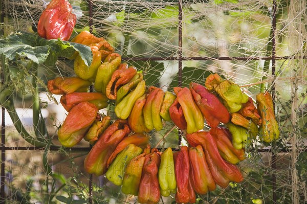 Kusadasi, Aydin Province, Turkey. Strings of brightly coloured chilies hung up to dry in late afternoon summer sunshine. Turkey Turkish Eurasia Eurasian Europe Asia Turkiye Aydin Province Kusadasi Chili Chilis Chilli Chillis Chillie Chillies Dried Drying Hanging Hung Pepper Peppers Capsicum Capsicums Red Color Colour Colored Coloured Orange Destination Destinations European Middle East South Eastern Europe Western Asia