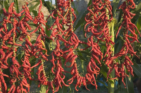 Aydin Province, Turkey. Strings of brightly coloured red and orange chilies hanging up to dry in late afternoon sunshine with sweetcorn growing behind on the road from Selcuk to Sirince Turkey Turkish Eurasia Eurasian Europe Asia Turkiye Aydin Province Selcuk Chili Chilis Chilli Chillis Chillie Chillies Dried Drying Hanging Hung Pepper Peppers Capsicum Capsicums Red Color Colour Colored Coloured Destination Destinations European Farming Agraian Agricultural Growing Husbandry Land Producing Raising Middle East South Eastern Europe Western Asia