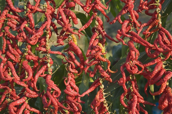 Aydin Province, Turkey. Strings of brightly coloured red chilies hanging up to dry in late afternoon sunshine with sweetcorn growing behind on the road from Selcuk to Sirince. Turkey Turkish Eurasia Eurasian Europe Asia Turkiye Aydin Province Selcuk Chili Chilis Chilli Chillis Chillie Chillies Dried Drying Hanging Hung Pepper Peppers Capsicum Capsicums Red Color Colour Colored Coloured Destination Destinations European Farming Agraian Agricultural Growing Husbandry Land Producing Raising Middle East South Eastern Europe Western Asia