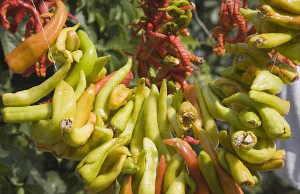 Selcuk, Izmir Province, Turkey. Ephesus. Chilli peppers hung up to dry. Turkish Eurasia Eurasia Izmir Selcuk Ephesus Capiscum Capsicums Pepper Peppers Chili Chilli Chillie Chillies Chilis Chillis Asian Color Destination Destinations European Middle East South Eastern Europe Turkiye Western Asia