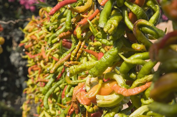 Selcuk, Izmir Province, Turkey. Ephesus. Strings of brightly coloured Capsicum annuum cultivars of chillies hung up to dry in late afternoon summer sun. Turkey Turkish Eurasia Eurasian Europe Asia Turkiye Izmir Province Selcuk Ephesus String Strings Chili Chilis Chilli Chilli Chillie Chillies Capsicum Capiscums Pepper Peppers Red Orange Green Color Colour Coloured Colored Colorful Colourful Multi Hung Hang Hanging Dry Drying Dried Spice Spices Food Destination Destinations European Middle East South Eastern Europe Western Asia