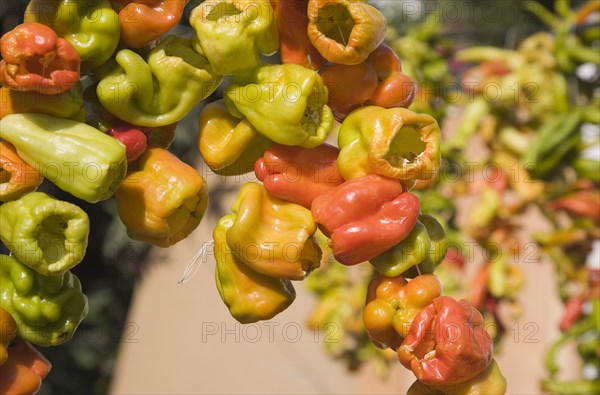 Selcuk, Izmir Province, Turkey. Ephesus. Strings of brightly coloured Capsicum annuum cultivars of chillies hanging up to dry in late afternoon summer sun. Turkey Turkish Eurasia Eurasian Europe Asia Turkiye Izmir Province Selcuk Ephesus String Strings Chili Chilis Chilli Chilli Chillie Chillies Capsicum Capiscums Pepper Peppers Red Orange Green Color Colour Coloured Colored Colorful Colourful Multi Hung Hang Hanging Dry Drying Dried Spice Spices Food Destination Destinations European Middle East South Eastern Europe Western Asia