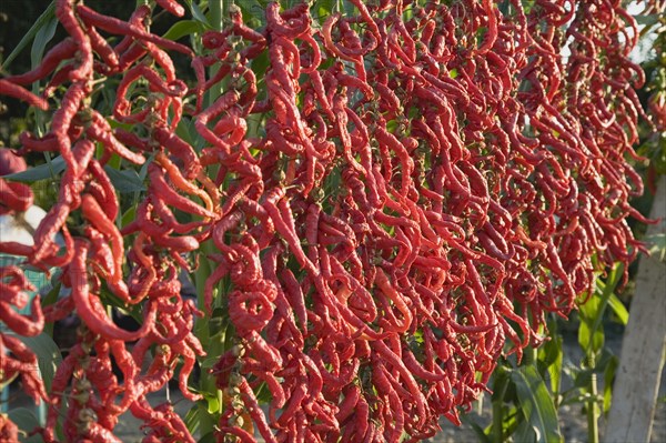 Aydin Province, Turkey. Strings of brightly coloured red chilies hanging up to dry in the late afternoon sunshine on the road from Selcuk to Sirince. Turkey Turkish Eurasia Eurasian Europe Asia Turkiye Aydin Province Selcuk Chili Chilis Chilli Chillis Chillie Chillies Dried Drying Hanging Hung Pepper Peppers Capsicum Capsicums Red Color Colour Colored Coloured European Farming Agraian Agricultural Growing Husbandry Land Producing Raising Middle East South Eastern Europe Western Asia