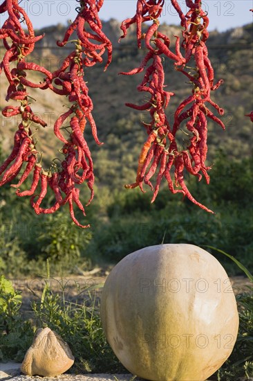 Aydin Province, Turkey. Strings of brightly coloured red chilies hanging up to dry in late afternoon sunshine on the road from Selcuk to Sirince with large gourd in foreground. Turkey Turkish Eurasia Eurasian Europe Asia Turkiye Aydin Province Selcuk Chili Chilis Chilli Chillis Chillie Chillies Dried Drying Hanging Hung Pepper Peppers Capsicum Capsicums Red Color Colour Colored Coloured Orange Gourd Destination Destinations European Farming Agraian Agricultural Growing Husbandry Land Producing Raising Middle East South Eastern Europe Western Asia