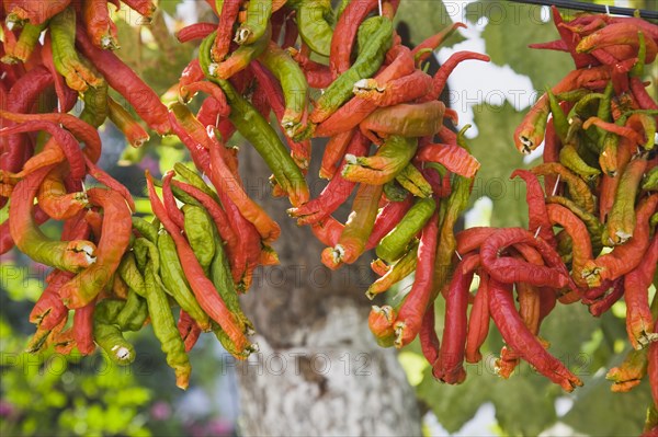 Selcuk, Izmir Province, Turkey. Ephesus. Strings of red and green Capsicum annuum cultivars of chillies hanging up to dry in sun. Turkey Turkish Eurasia Eurasian Europe Asia Turkiye Izmir Province Selcuk Ephesus String Strings Chili Chilis Chilli Chilli Chillie Chillies Capsicum Capiscums Pepper Peppers Red Orange Green Color Colour Coloured Colored Colorful Colourful Multi hung Hang Hanging Dry Drying Dried Spice Spices Destination Destinations European Middle East South Eastern Europe Western Asia