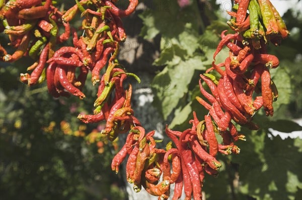 Selcuk, Izmir Province, Turkey. Ephesus. Strings of brightly coloured Capsicum annuum cultivars of chillies hanging up to dry in late afternoon summer sun. Turkey Turkish Eurasia Eurasian Europe Asia Turkiye Izmir Province Selcuk Ephesus String Strings Chili Chilis Chilli Chilli Chillie Chillies Capsicum Capiscums Pepper Peppers Red Orange Green Color Colour Coloured Colored Colorful Colourful Multi Hung Hang Hanging Dry Drying Dried Spice Spices Destination Destinations European Middle East South Eastern Europe Western Asia