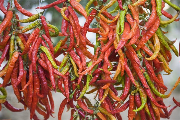 Kusadasi, Aydin Province, Turkey. Strings of brightly coloured chilies hanging up to dry in late afternoon summer sunshine. Turkey Turkish Eurasia Eurasian Europe Asia Turkiye Aydin Province Kusadasi Chili Chilis Chilli Chillis Chillie Chillies Dried Drying Hanging Hung Pepper Peppers Capsicum Capsicums Red Color Colour Colored Coloured Orange Destination Destinations European Middle East South Eastern Europe Western Asia