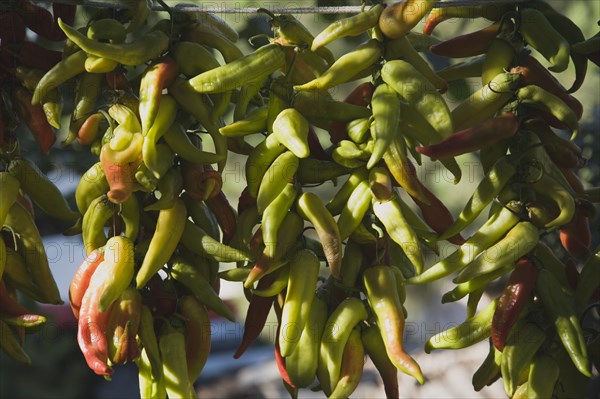 Kusadasi, Aydin Province, Turkey. Strings of green chilies begining to turn red hung up to dry in late afternoon summer sunshine. Turkey Turkish Eurasia Eurasian Europe Asia Turkiye Aydin Province Kusadasi Chili Chilis Chilli Chillis Chillie Chillies Dried Drying Hanging Hung Pepper Peppers Capsicum Capsicums Red Color Colour Colored Coloured Green Destination Destinations European Middle East South Eastern Europe Western Asia