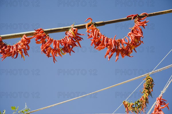 Kusadasi, Aydin Province, Turkey. Strings of brightly coloured chilies hanging up to dry in late afternoon summer sunshine in the old town against cloudless blue sky. Turkey Turkish Eurasia Eurasian Europe Asia Turkiye Aydin Province Kusadasi Chili Chilis Chilli Chillis Chillie Chillies Dried Drying Hanging Hung Pepper Peppers Capsicum Capsicums Red Color Colour Colored Coloured Orange Destination Destinations European Middle East South Eastern Europe Western Asia