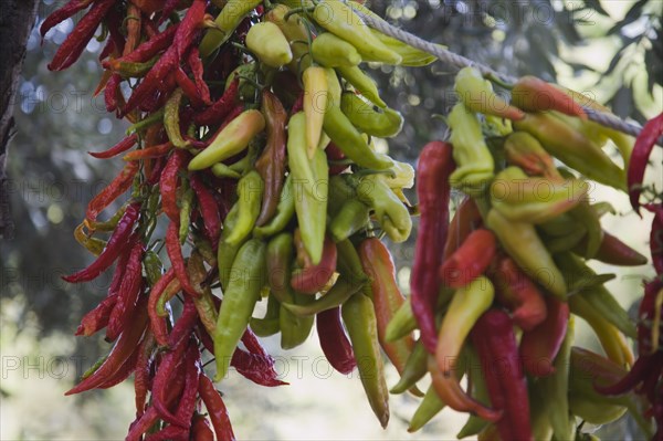 Kusadasi, Aydin Province, Turkey. Strings of brightly coloured chilies drying in late afternoon summer sunshine changing colur from green to red. Turkey Turkish Eurasia Eurasian Europe Asia Turkiye Aydin Province Kusadasi Chili Chilis Chilli Chillis Chillie Chillies Dried Drying Hanging Hung Pepper Peppers Capsicum Capsicums Red Color Colour Colored Coloured Orange Green Destination Destinations European Middle East South Eastern Europe Western Asia