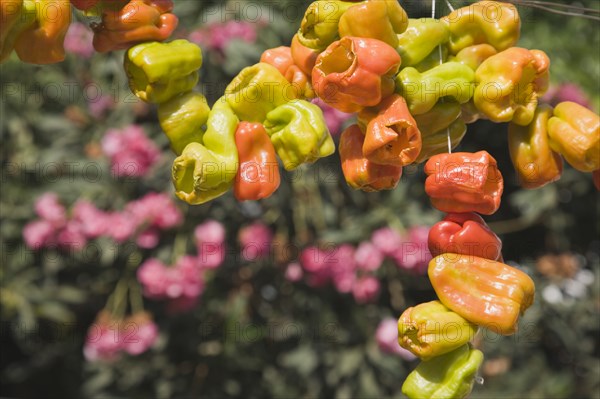 Selcuk, Izmir Province, Turkey. Ephesus. Strings of brightly coloured Capsicum annuum cultivars of chillies hanging up to dry in late afternoon summer sun. Turkey Turkish Eurasia Eurasian Europe Asia Turkiye Izmir Province Selcuk Ephesus String Strings Chili Chilis Chilli Chilli Chillie Chillies Capsicum Capiscums Pepper Peppers Red Orange Green Color Colour Coloured Colored Colorful Colourful Multi Hung Hang Hanging Dry Drying Dried Spice Spices Food Destination Destinations European Middle East South Eastern Europe Western Asia