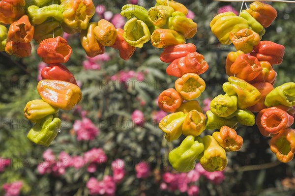 Selcuk, Izmir Province, Turkey. Ephesus. Strings of brightly coloured Capsicum annuum cultivars of chillies hanging up to dry in late afternoon summer sun. Turkey Turkish Eurasia Eurasian Europe Asia Turkiye Izmir Province Selcuk Ephesus String Strings Chili Chilis Chilli Chilli Chillie Chillies Capsicum Capiscums Pepper Peppers Red Orange Green Color Colour Coloured Colored Colorful Colourful Multi Hung Hang Hanging Dry Drying Dried Spice Spices Food Destination Destinations European Middle East South Eastern Europe Western Asia