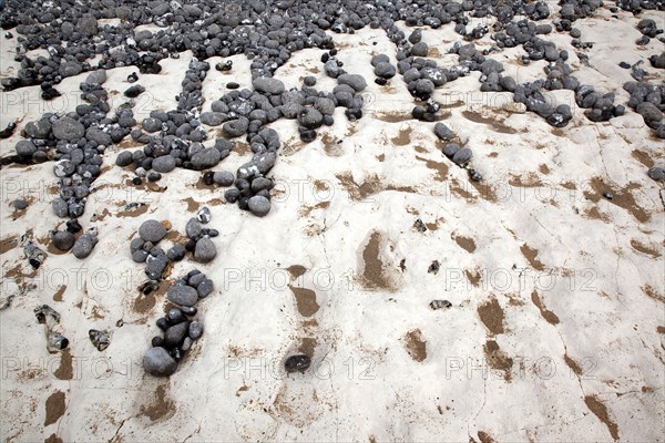 Birling Gap, East Sussex, England. Pebbles of various sizes deposited on chalk shelf by the sea. England English UK United Kingdom GB Great Britain Birtish East Sussex County Birling Gap Eastbourne Sea Coast Chalk Cliff Cliffs White Pebbles Sea Deposit Deposited Erosion Water Pattern Stone Stones Pebble