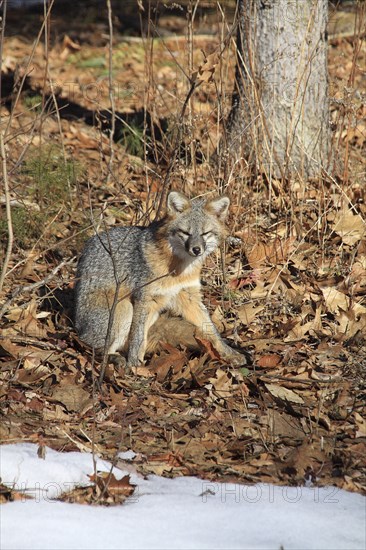 Grey fox amongst fallen leaves in winter in Keene New Hampshire. USA United States State America American Keene New Hampshire NH Grey Gray Fox Foxes Winter Urocyon Cinereargenteus Snow Autumn Fall Leaves Camouflage Camouflaged Blend Blended Blending Hidden Hide Sly Brown White New Hampshire Live Free or Die Granite State North America Northern United States of America