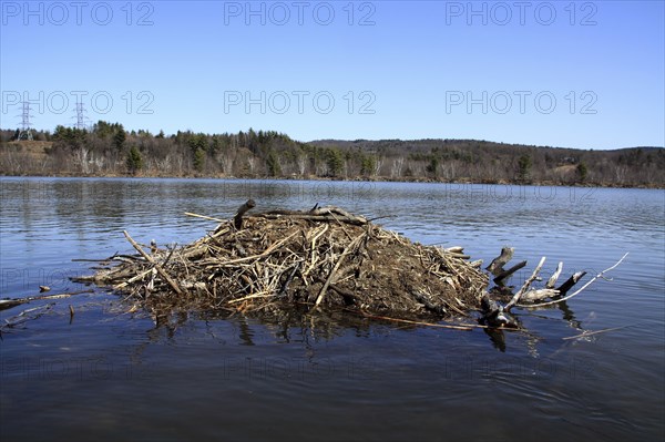 Hinsdale, New Hampshire, USA. Beaver Lodge on the Connecticut River during springtime. USA United State States New Hampshire NH Hinsdale Connecticut River Spring Springtime Beaver Lodge Water Wood Wooden American Constitution State New England New Hampshire Live Free or Die Granite State North America Northern Scenic United States of America
