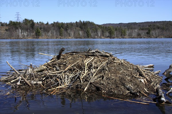 Hinsdale, New Hampshire, USA. Beaver Lodge on the Connecticut River during springtime. USA United State States New Hampshire NH Hinsdale Connecticut River Spring Springtime Beaver Lodge Water Wood Wooden American Constitution State New England New Hampshire Live Free or Die Granite State North America Northern Scenic United States of America