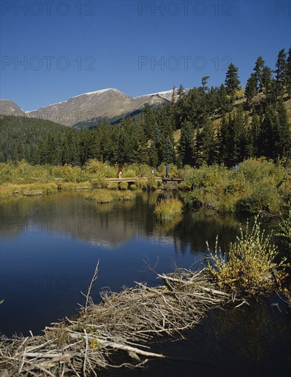 Rocky Mountain N P, Colorado, USA. Rocky Mountain National Park. Beaver dam on lake. USA United States America American Colorado North Rocky Mountain Park National Beaver Dam Lake Tourists Blue Sky Water Centennial State Destination Destinations Holidaymakers North America Northern Scenic Tourism United States of America