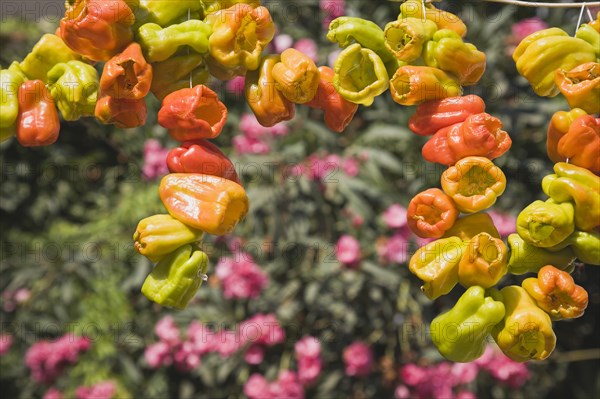 Selcuk, Izmir Province, Turkey. Ephesus. Strings of brightly coloured Capsicum annuum cultivars of chillies hanging up to dry in late afternoon summer sun. Asian Color Colored Destination Destinations European Middle East South Eastern Europe Turkish Turkiye Western Asia