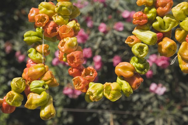 Selcuk, Izmir Province, Turkey. Ephesus. Strings of brightly coloured Capsicum annuum cultivars of chillies hanging up to dry in late afternoon summer sun. Asian Color Colored Destination Destinations European Middle East South Eastern Europe Turkish Turkiye Western Asia