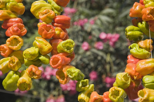 Selcuk, Izmir Province, Turkey. Ephesus. Strings of brightly coloured Capsicum annuum cultivars of chillies hanging up to dry in late afternoon summer sun. Asian Color Colored Destination Destinations European Middle East South Eastern Europe Turkish Turkiye Western Asia