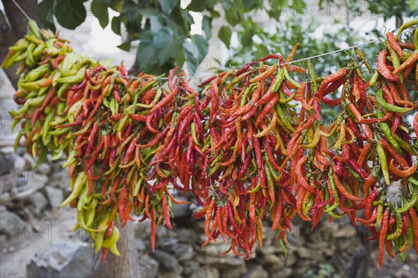 Kusadasi, Aydin Province, Turkey. Strings of brightly coloured chilies hanging up to dry in the late afternoon summer sunshine changing colour from green to red. Turkey Turkish Eurasia Eurasian Europe Asia Turkiye Aydin Province Kusadasi Chili Chilis Chilli Chillis Chillie Chillies Dried Drying Hanging Hung Pepper Peppers Capsicum Capsicums Red Color Colour Colored Coloured Orange Destination Destinations European Middle East South Eastern Europe Western Asia