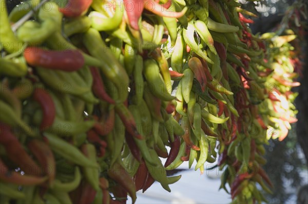 Kusadasi, Aydin Province, Turkey. Strings of chilies hanging up to dry in late afternoon summer sunshine changing colour from green to red. Turkey Turkish Eurasia Eurasian Europe Asia Turkiye Aydin Province Kusadasi Chili Chilis Chilli Chillis Chillie Chillies Dried Drying Hanging Hung Pepper Peppers Capsicum Capsicums Red Color Colour Colored Coloured Orange Green Destination Destinations European Middle East South Eastern Europe Western Asia