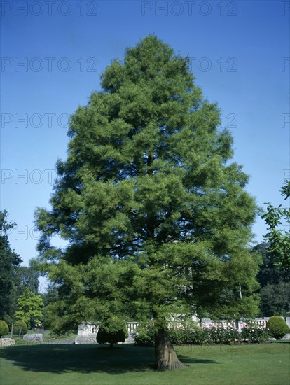 Metasequoia Glyptostroboides. Native of South West China now planted widely throughout UK public parks. British Isles European Scenic Asia Blue Chinese Chungkuo Jhongguo Southern Zhongguo