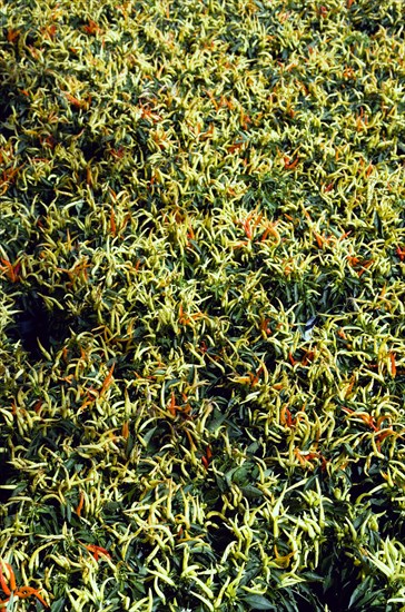 Agriculture, Herbs And Spices, Chillies, Green yellow and ripe red chili peppers growing on plants.