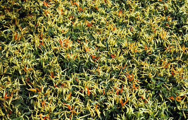 Agriculture, Herbs And Spices, Chillies, Green yellow and ripe red chili peppers growing on plants.