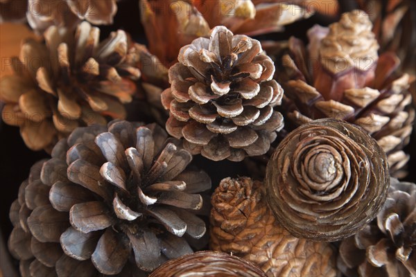 Trees, Pine, Cones, Detail of pine cones.