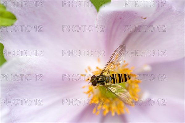 Insects, Fly, Hoverfly, Hoverfly  sometimes called flower flies or syrphid flies of the insect family Syrphidae on a pink Japanese anemone or Anemone japonica.