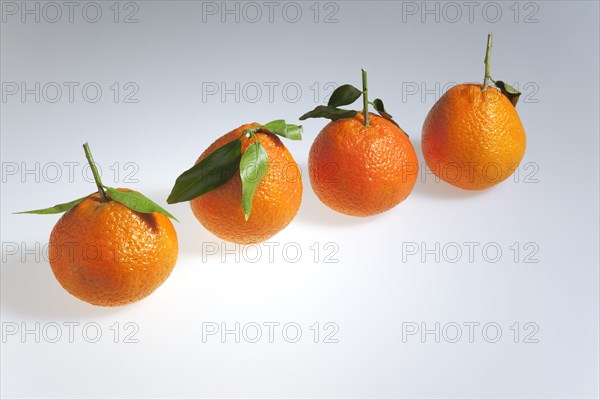 Food, Fruit, Orange, Four fresh Clementine oranges.