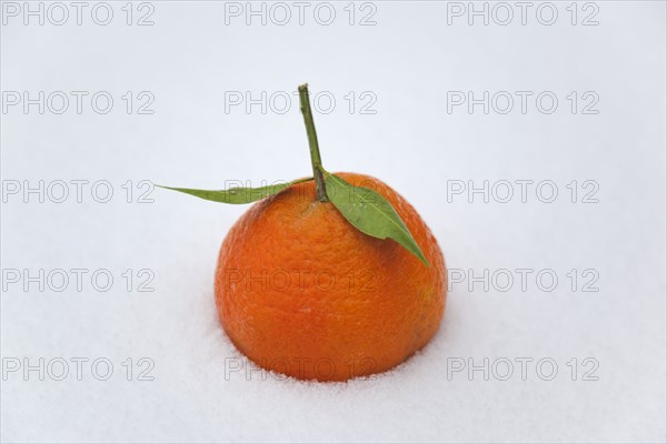 Food, Fruit, Oranges, Fresh Clementine orange in the snow.