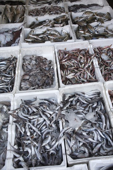 Albania, Tirane, Tirana, Display of fish in the Avni Rustemi Market.