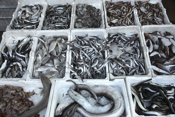 Albania, Tirane, Tirana, Display of fish for sale in the Avni Rustemi market.