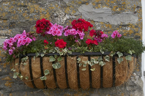 Plants, Flowers, Flower Box with blooming pink and red flowers