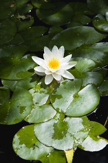 Gardens, Plants, Aquatic, Single white water lily flower of the family Nymphaeaceae in a pond surrounded by leaves floating on the surface.