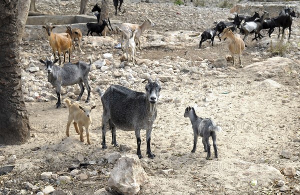 Haiti, La Gonave, Goats provided to haitian families by the Scottish Charity LemonAid which helps support the people with health care and clean water programs.