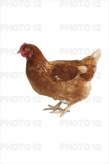 Animals, Birds, Poultry, Chicken photographed on a white background  side on facing left.