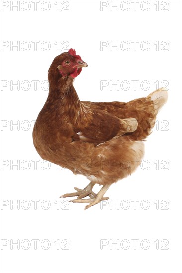 Animals, Birds, Poultry, Chicken photographed on a white background with head raised and turned to right.