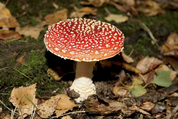 Plants, Fungi, Toadstool, Amanita Muscaria  commonly known as Fly Agaric. Red and white spotted poisonous toadstool.